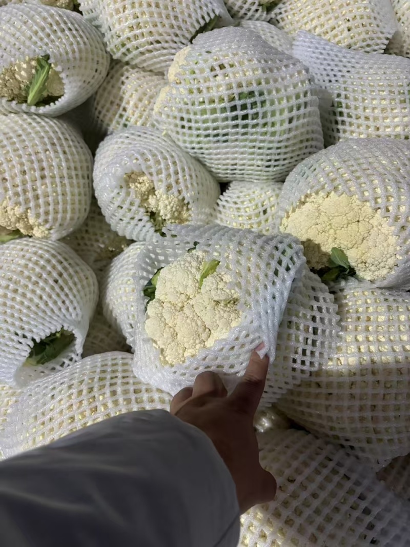 【有机花菜】邯郸本地花菜白菜花松花菜花椰菜货源足