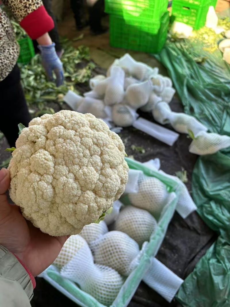 【有机花菜】邯郸本地花菜白菜花松花菜花椰菜货源足
