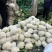 【有机花菜】邯郸本地花菜白菜花松花菜花椰菜货源足