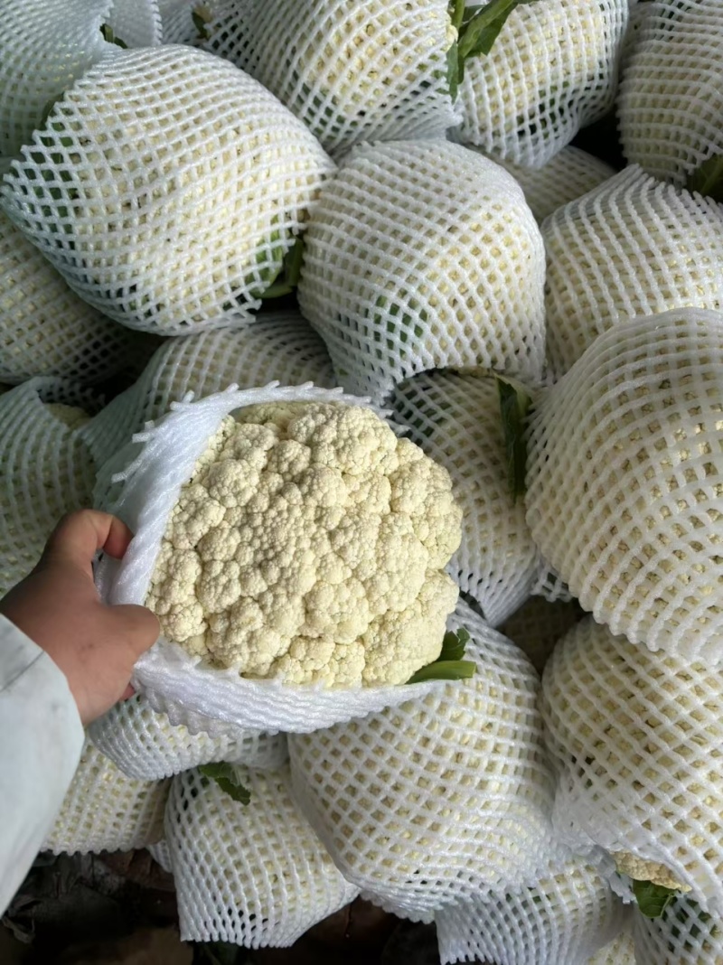 【有机花菜】邯郸本地花菜白菜花松花菜花椰菜货源足