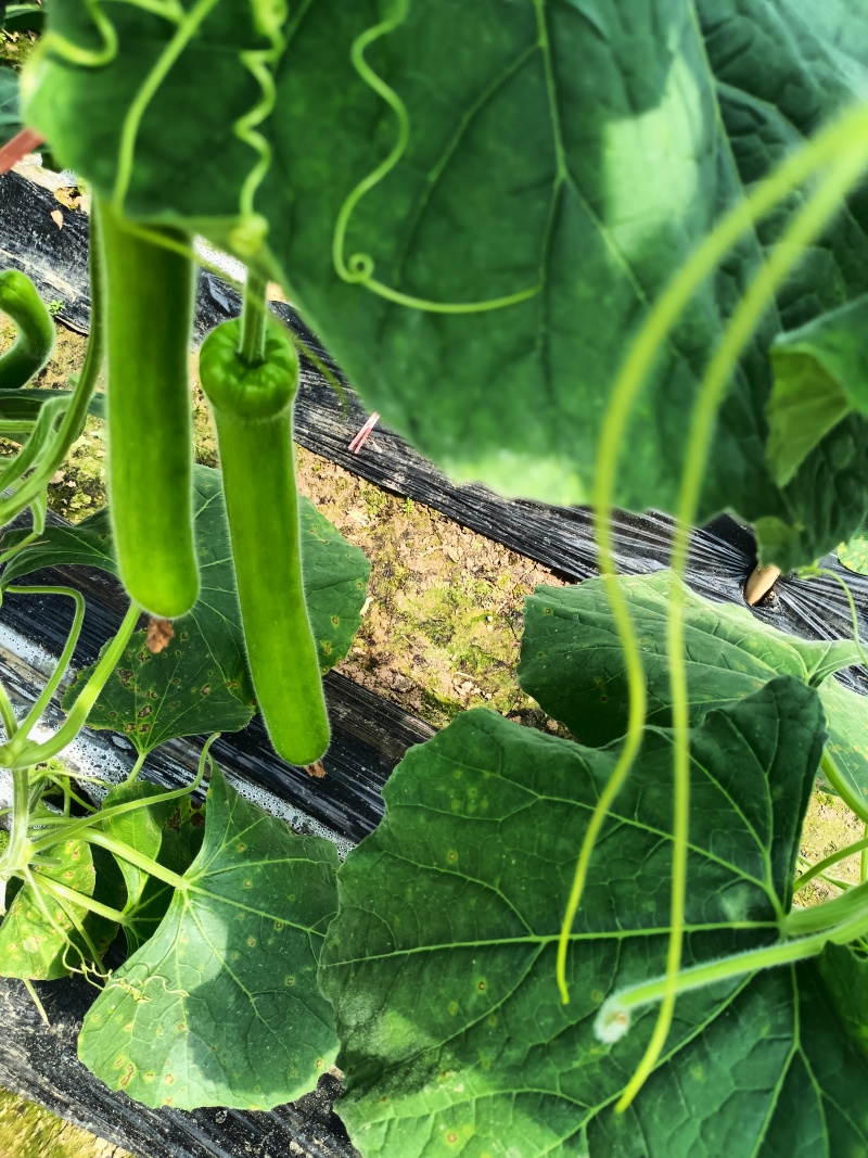 安徽省阜阳市大棚基地瓠子大量上市中，可做多种美味。