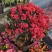 杜鹃花