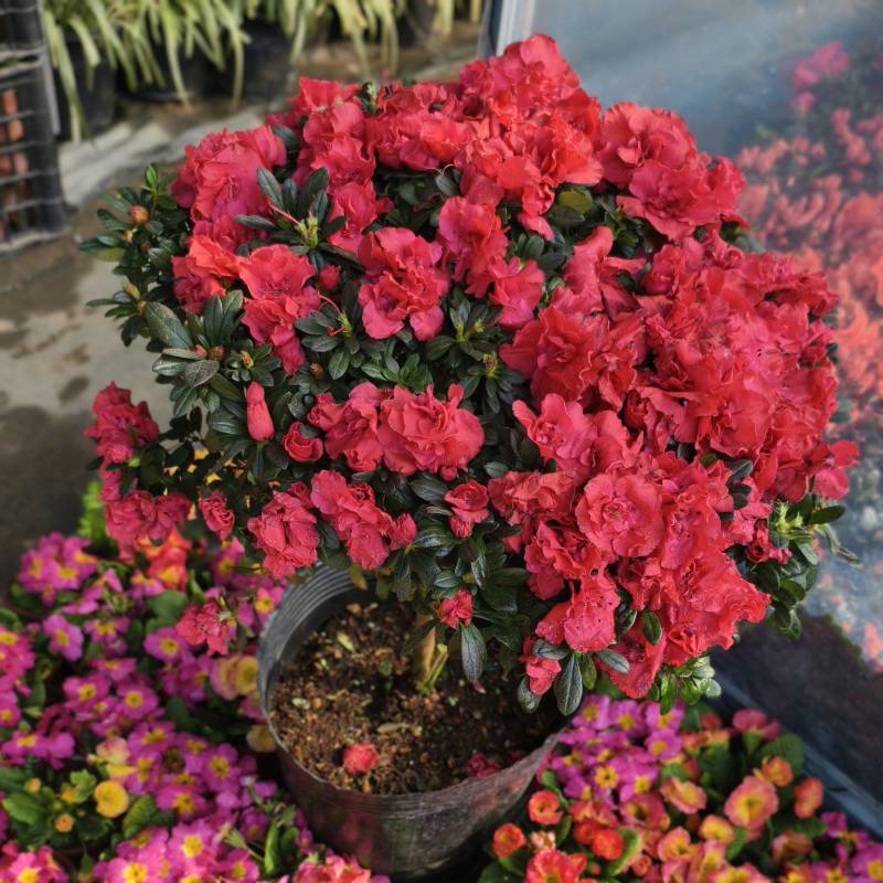杜鹃花