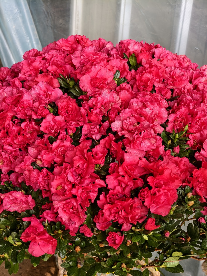 杜鹃花