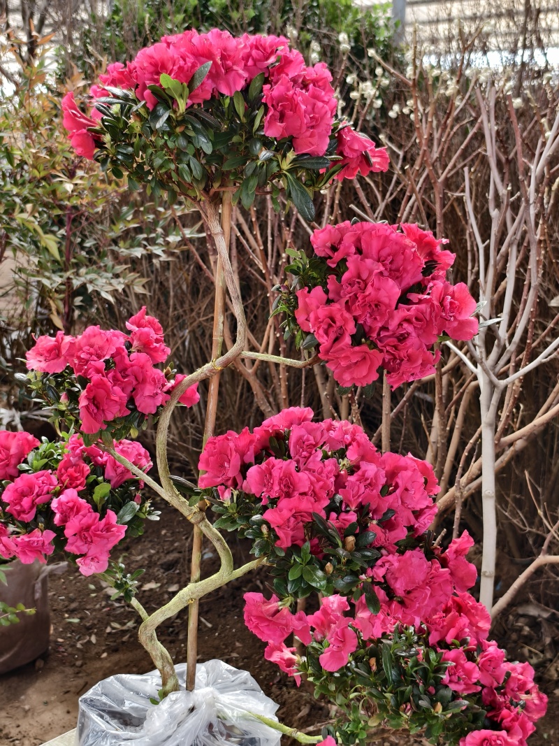 杜鹃花