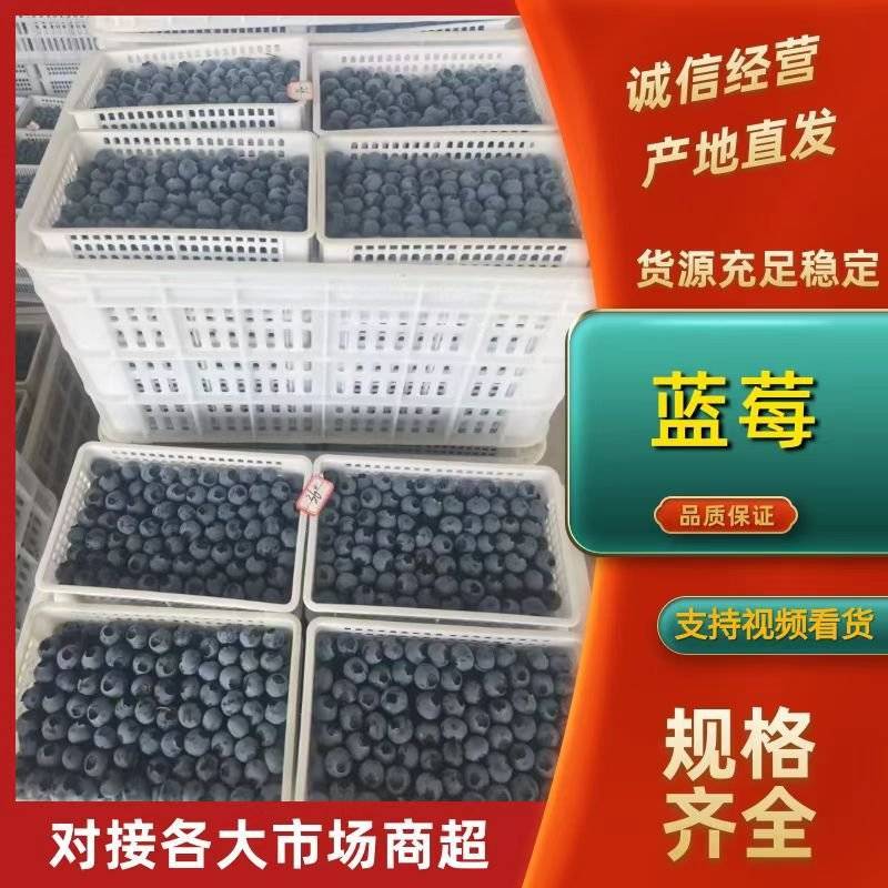 精品蓝莓质量保证量大从优一手货源新鲜采摘