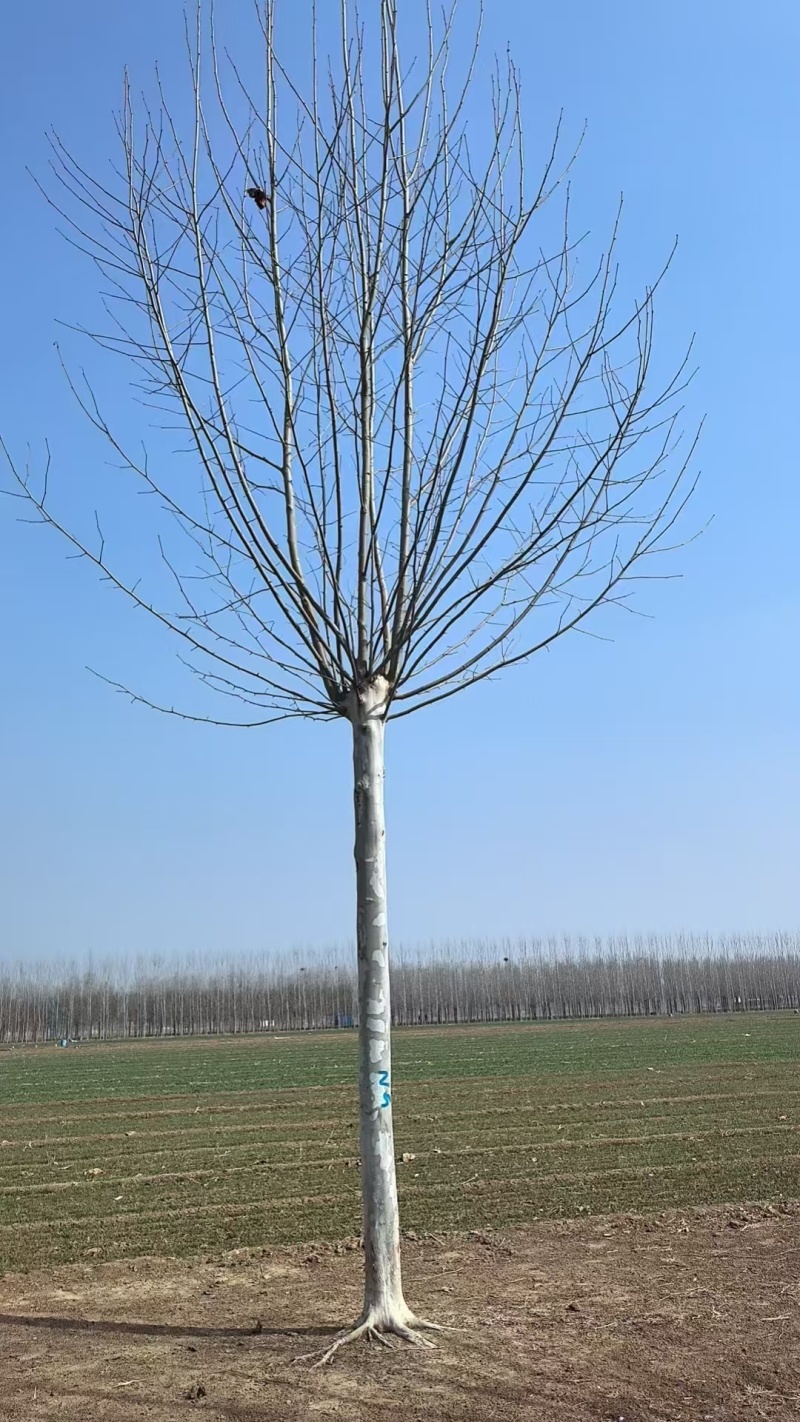 【品质保障】江苏法桐，悬铃木，一级树型，秒接单包装车