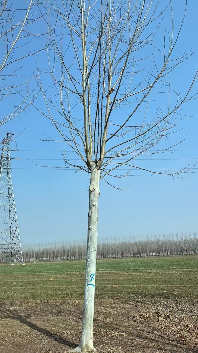 【品质保障】江苏法桐，悬铃木，一级树型，秒接单包装车