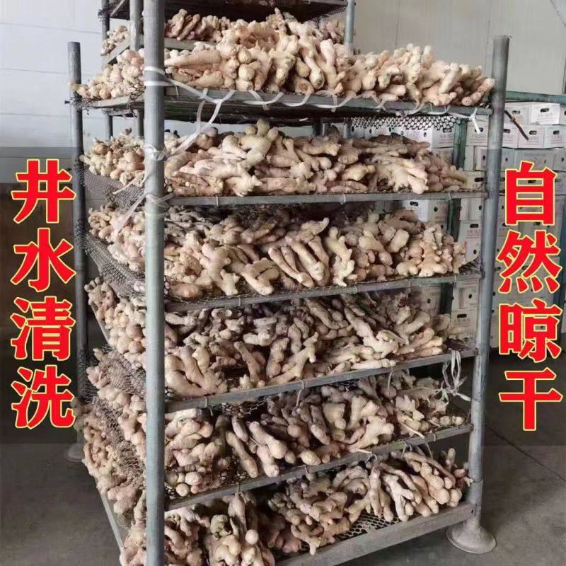 《山东大黄姜》水洗姜/烘干姜/鲜姜/老姜（电商/出口）
