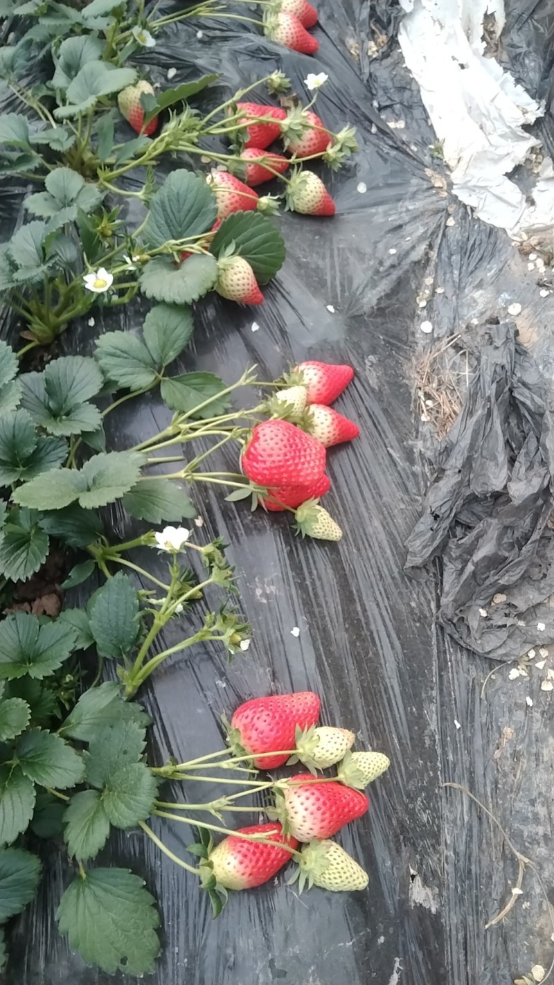 中莓香玉草莓种苗