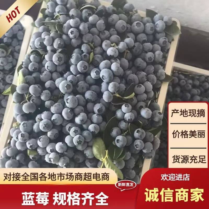 蓝莓瑞卡蓝莓20+大批量批发F6产地直发量大优惠