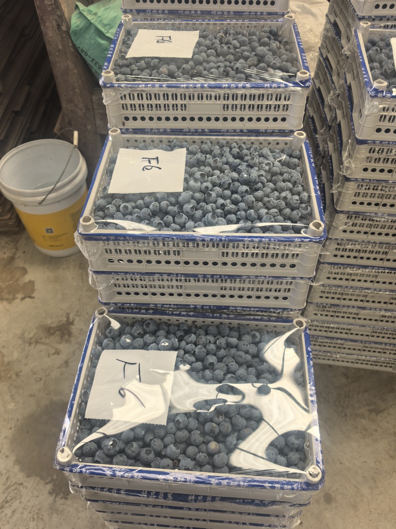 精品蓝莓诚信经营L25优瑞卡F6L11大量有货