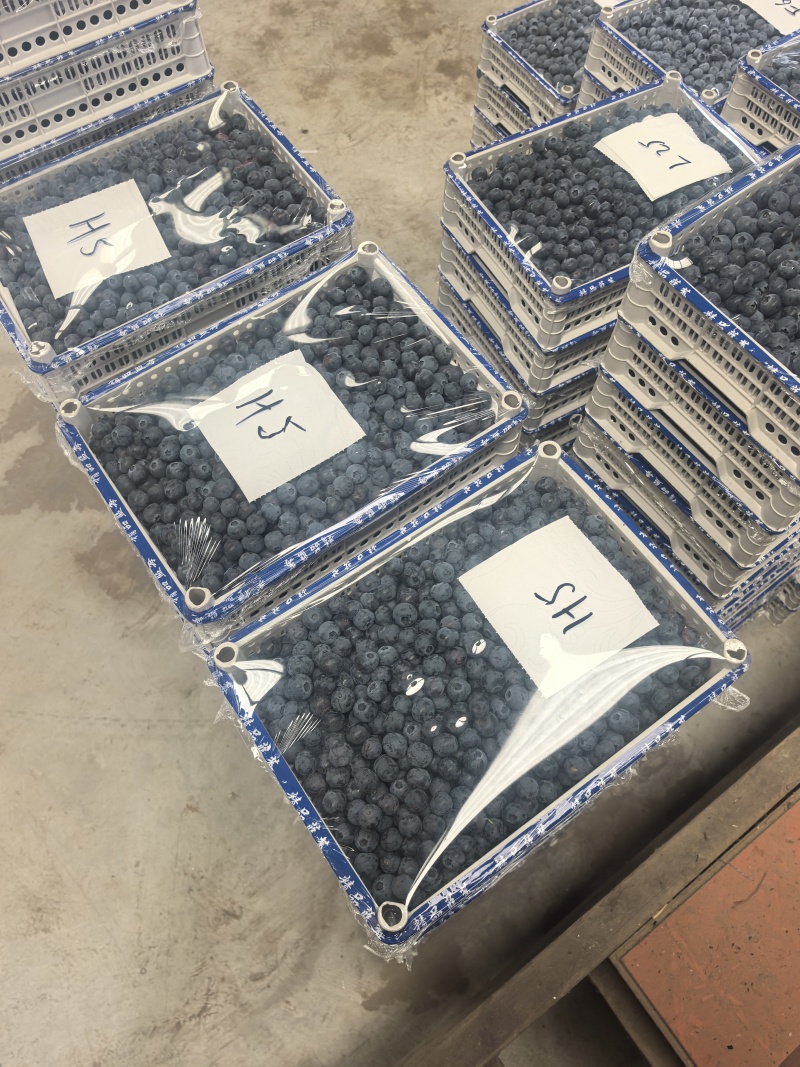 精品蓝莓诚信经营L25优瑞卡F6L11大量有货