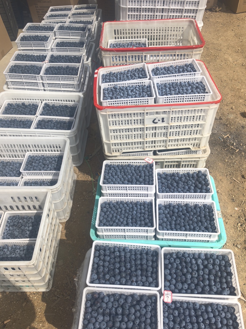 精品蓝莓诚信经营L25优瑞卡F6L11大量有货