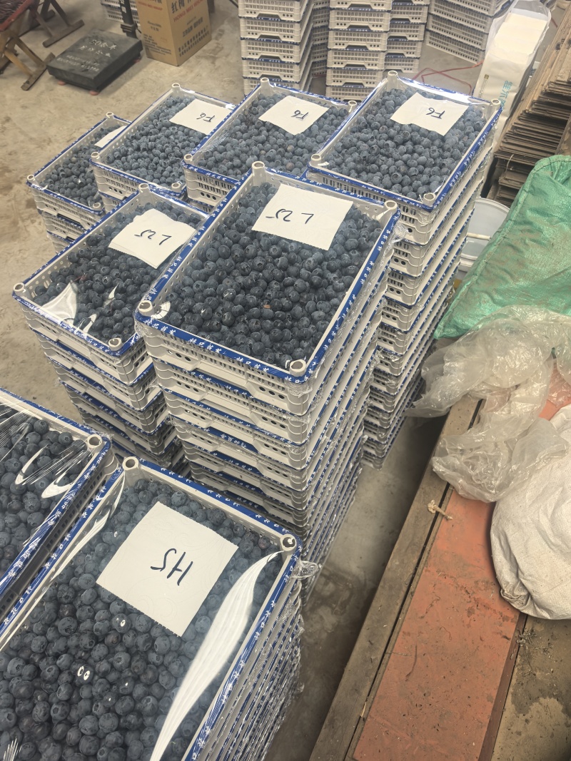 精品蓝莓诚信经营L25优瑞卡F6L11大量有货