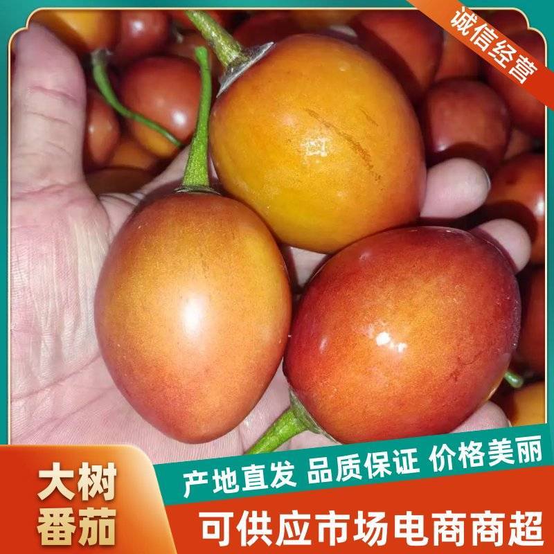 百亩基地自产自销各种规格优质树番茄常年供货欢迎您采购