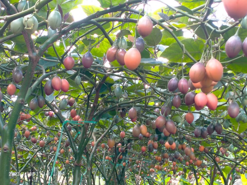 百亩基地自产自销各种规格优质树番茄常年供货欢迎您采购