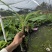 香蕉苗高产香蕉树苗