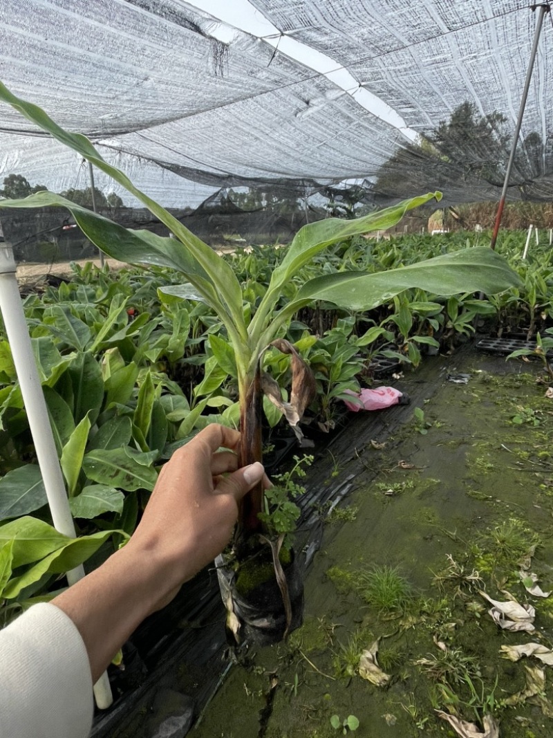 香蕉苗高产香蕉树苗