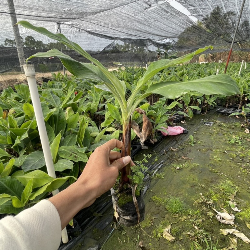 香蕉苗高产香蕉树苗