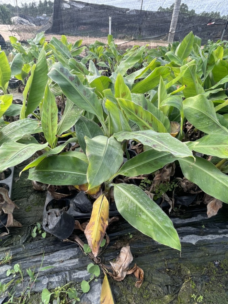 香蕉苗高产香蕉树苗