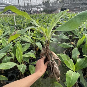 香蕉苗高产香蕉树苗