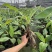 香蕉苗高产香蕉树苗