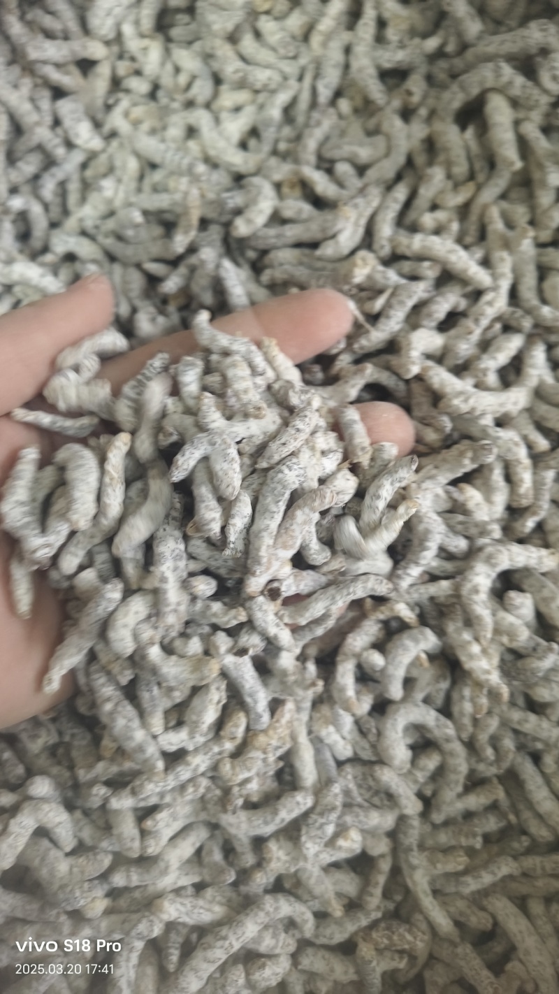 【僵蚕】僵蚕虫白僵蚕过筛无沫实拍现货