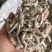【僵蚕】僵蚕虫白僵蚕过筛无沫实拍现货