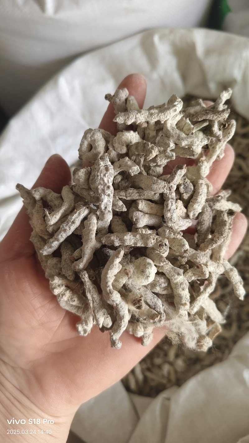 【僵蚕】僵蚕虫白僵蚕过筛无沫实拍现货