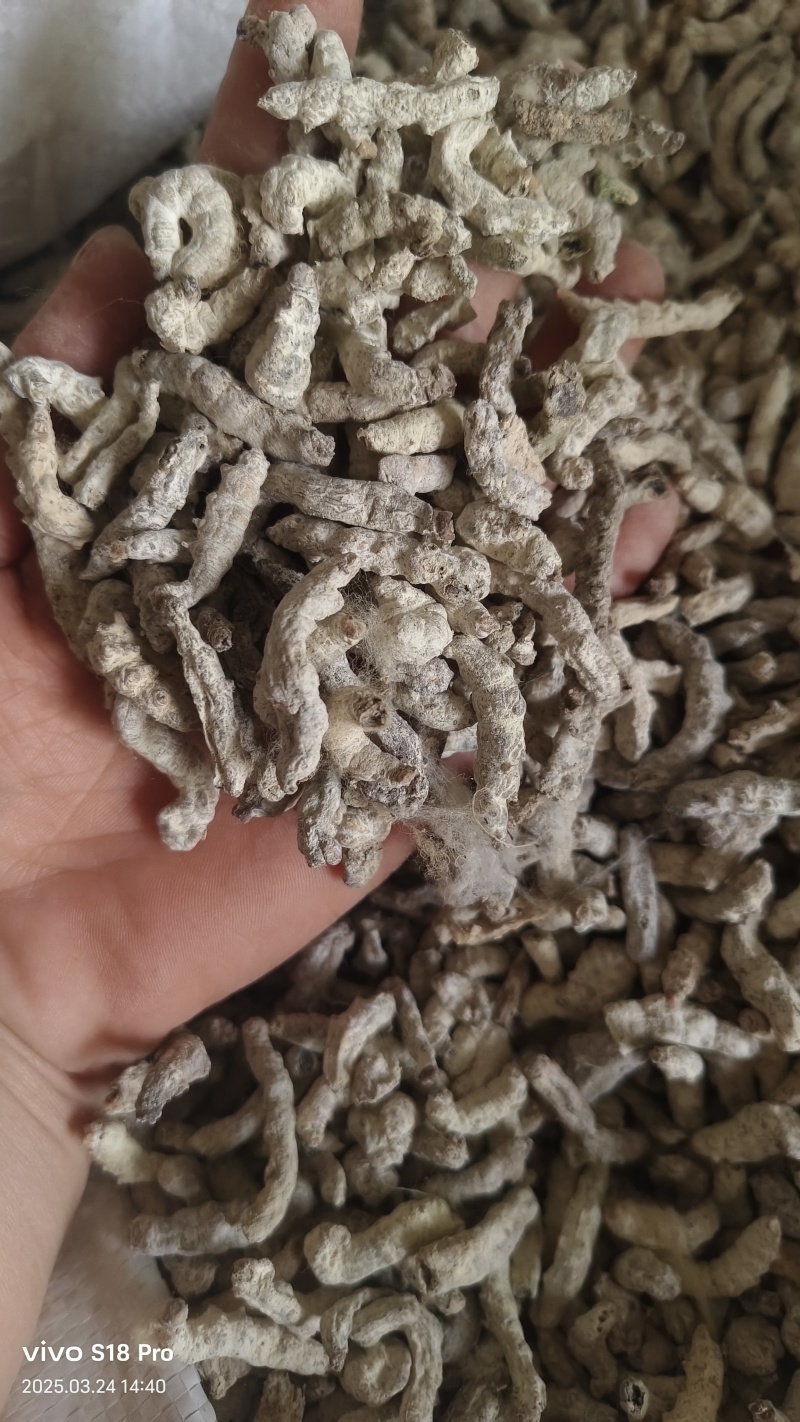 【僵蚕】僵蚕虫白僵蚕过筛无沫实拍现货