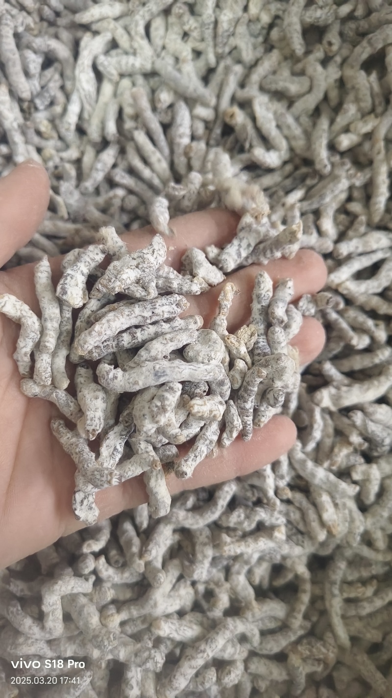 【僵蚕】僵蚕虫白僵蚕过筛无沫实拍现货