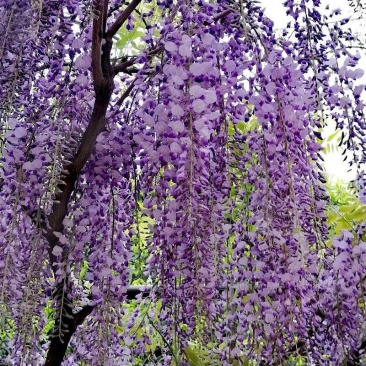 直销紫藤1米5一3米高爬藤植物园林绿化