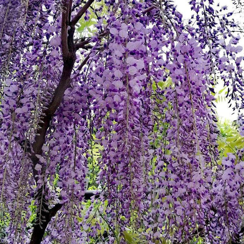 直销紫藤1米5一3米高爬藤植物园林绿化