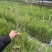 木麻黄树苗工程复绿用木麻黄树苗木麻黄营养杯苗广西发货