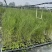 木麻黄树苗工程复绿用木麻黄树苗木麻黄营养杯苗广西发货