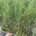 木麻黄树苗工程复绿用木麻黄树苗木麻黄营养杯苗广西发货