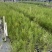 木麻黄树苗工程复绿用木麻黄树苗木麻黄营养杯苗广西发货
