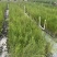木麻黄树苗工程复绿用木麻黄树苗木麻黄营养杯苗广西发货