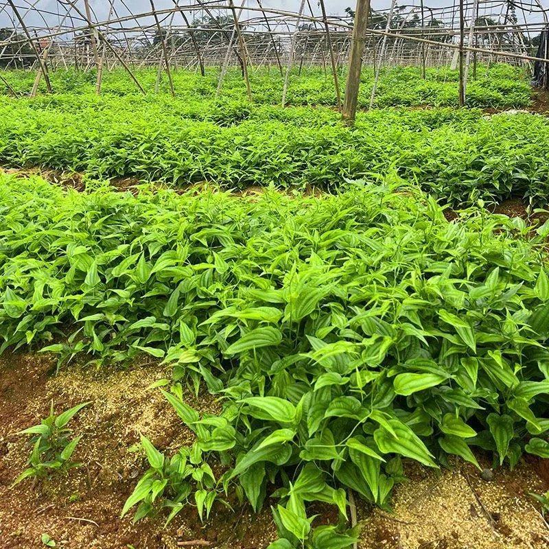 对叶百部紫花红花白花百部苗大量供货成活率高品质保证