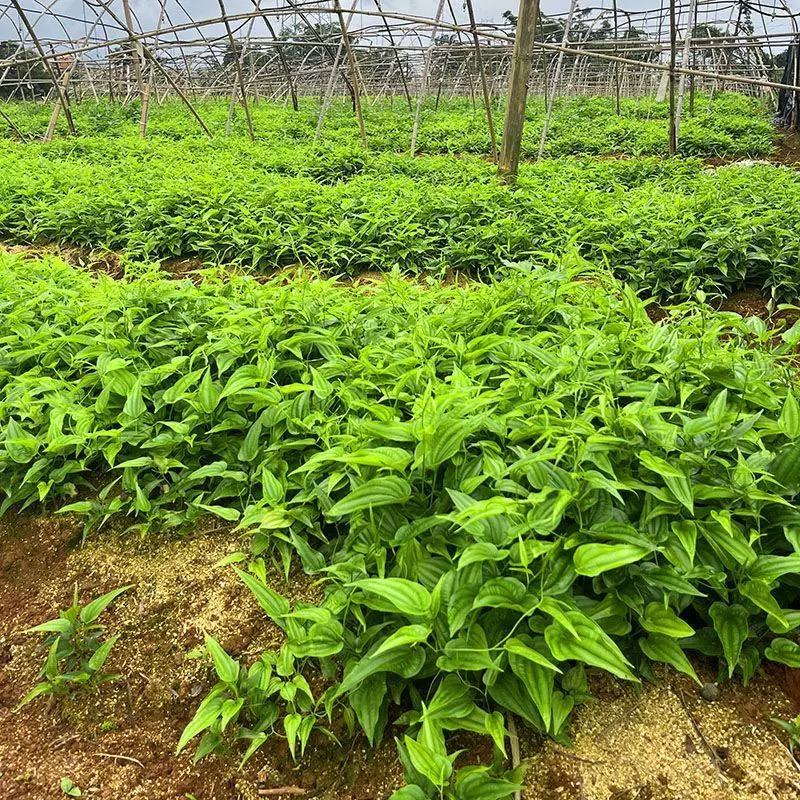 对叶百部紫花红花白花百部苗大量供货成活率高品质保证
