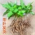 对叶百部紫花红花白花百部苗大量供货成活率高品质保证