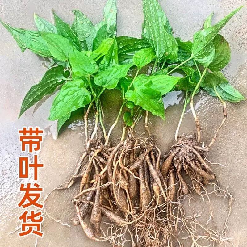 对叶百部紫花红花白花百部苗大量供货成活率高品质保证