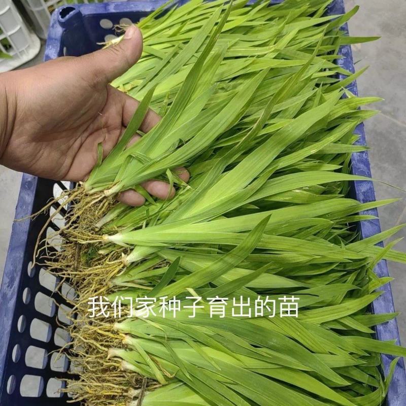 射干幼苗大量供货品质保证成活率高支持视频看货来电