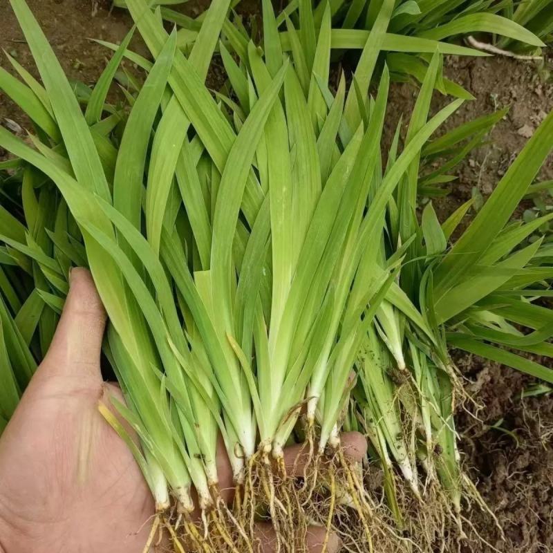 射干幼苗大量供货品质保证成活率高支持视频看货来电