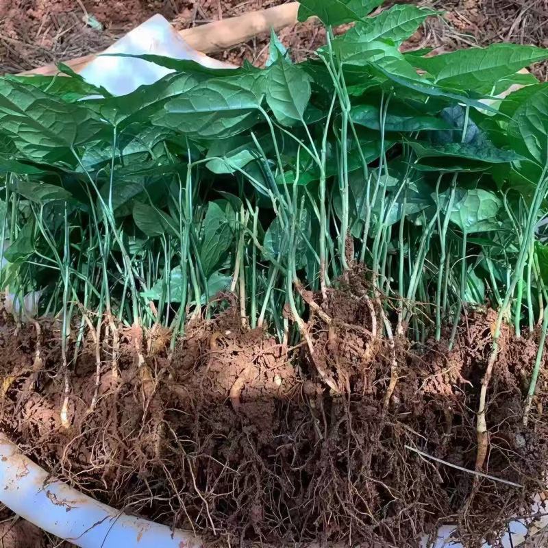 金果榄苗大量供货成活率高品质保证支持视频看货