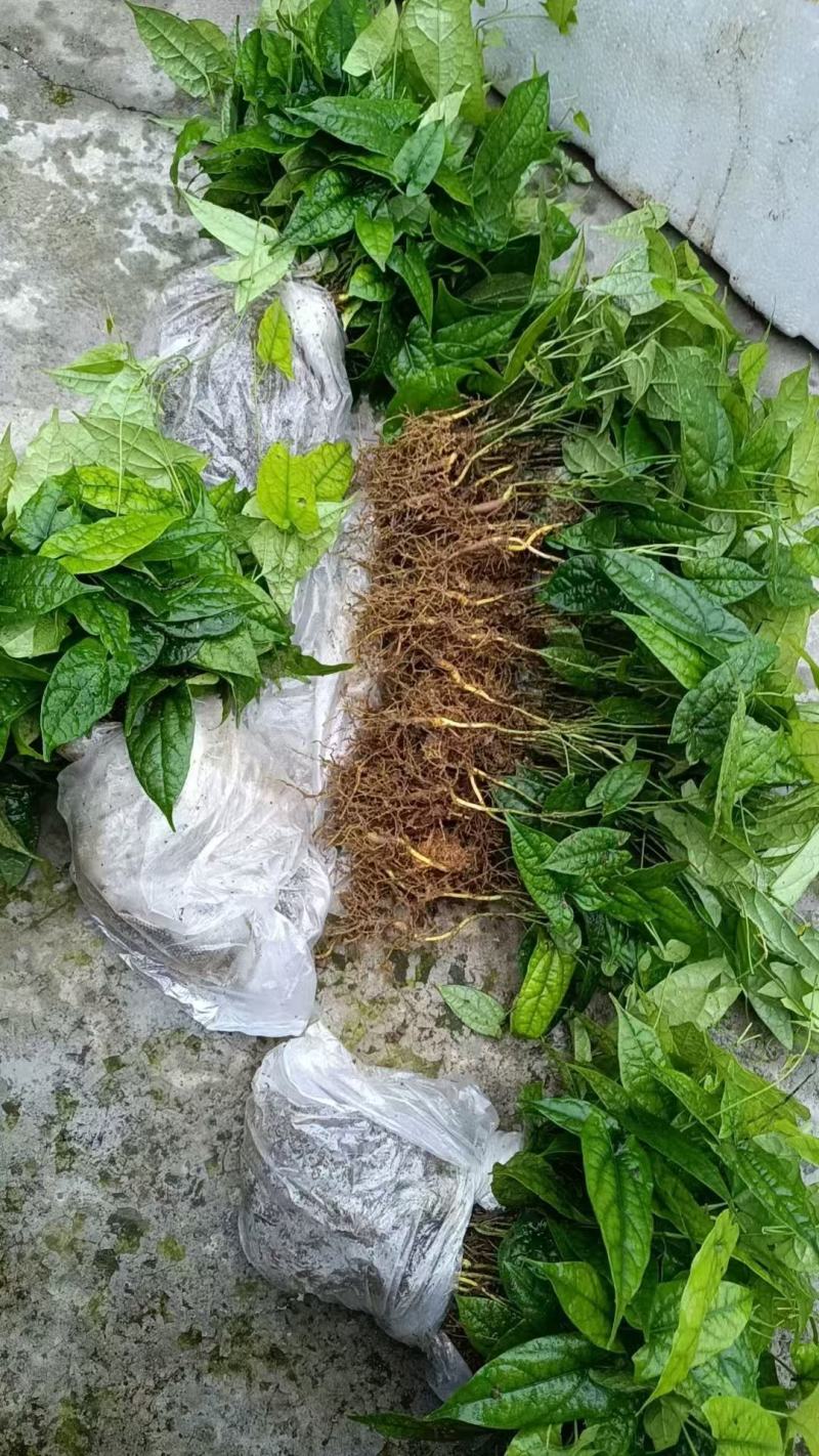 金果榄苗大量供货成活率高品质保证支持视频看货