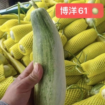 博洋61，万亩产地，大量供应，全国市场电商