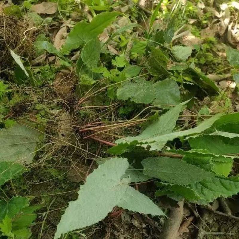 淫羊藿苗大量供货品质保证成活率高欢迎来电洽谈价更优