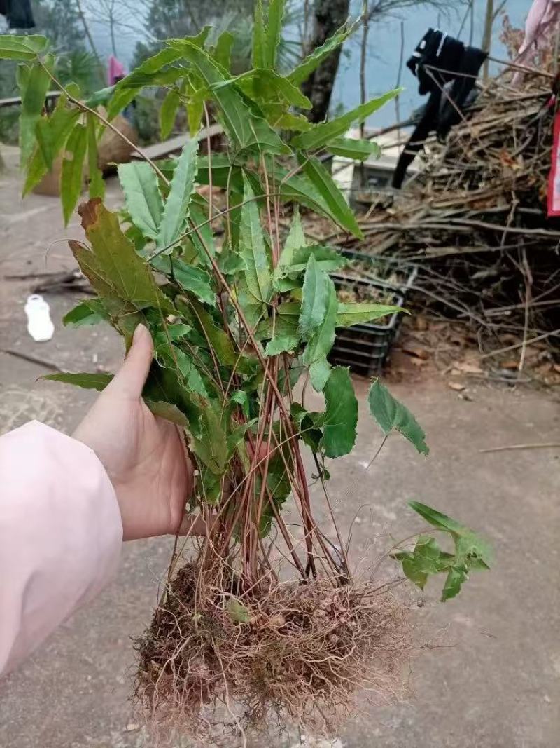 淫羊藿苗大量供货品质保证成活率高欢迎来电洽谈价更优